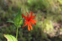 Silene fulgens