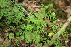 Ceratocapnos claviculata