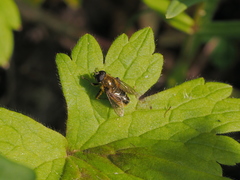 Merodon aureus