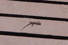 Eutropis rudis
