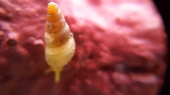 Subulina octona