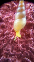 Subulina octona