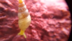 Subulina octona