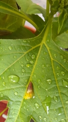 Subulina octona
