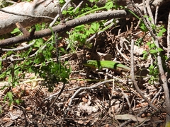 Podarcis waglerianus