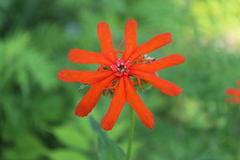 Silene fulgens