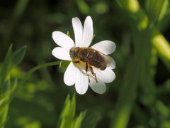Merodon armipes