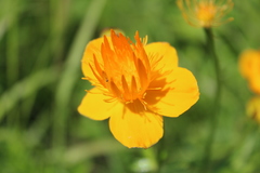 Trollius chinensis