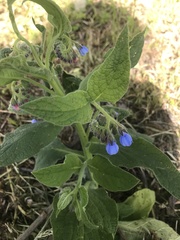 Symphytum caucasicum