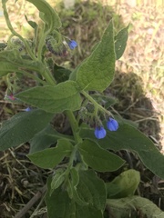 Symphytum caucasicum