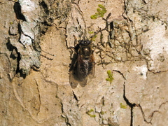 Merodon armipes