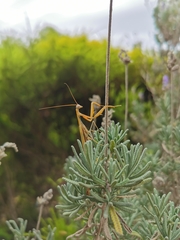Mantis octospilota