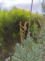 Mantis octospilota