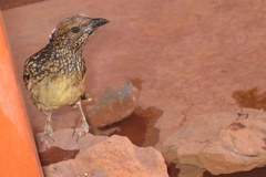 Chlamydera guttata