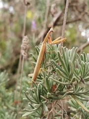 Mantis octospilota