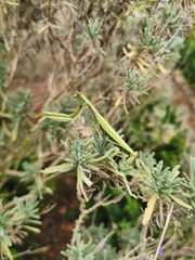 Mantis octospilota