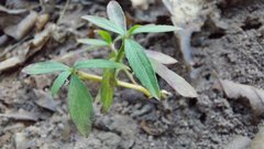 Codariocalyx motorius