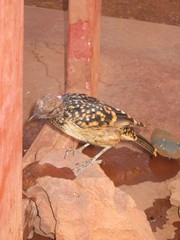 Chlamydera guttata