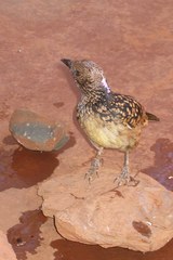 Chlamydera guttata