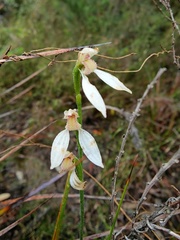 Eriochilus dilatatus