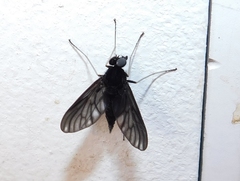 Chrysopilus velutinus