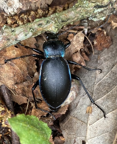 Violet ground beetle, Gullmarsberg, Uddevalla, Västra Götaland, SE, photo 10 of 10