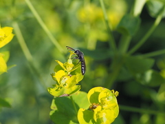 Sapyga quinquepunctata