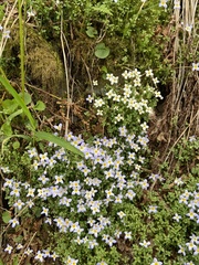 Houstonia serpyllifolia