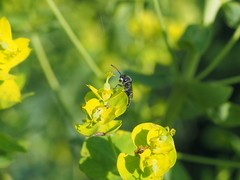 Sapyga quinquepunctata