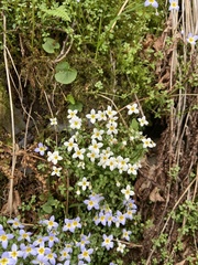 Houstonia serpyllifolia