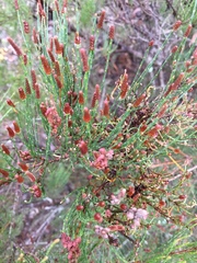 Allocasuarina nana