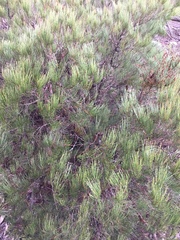 Allocasuarina nana