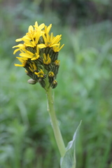 Ligularia altaica