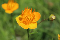 Trollius chinensis