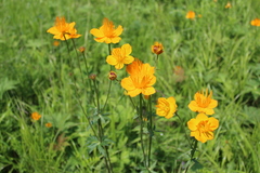Trollius chinensis