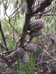 Allocasuarina nana