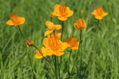 Trollius chinensis