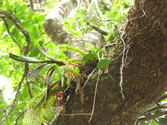 Phlegmariurus phlegmaria