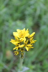 Ligularia altaica