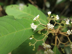 Callicarpa longifolia