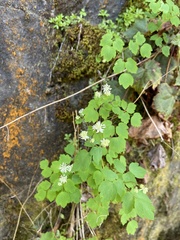 Thalictrum clavatum