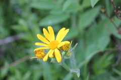 Ligularia altaica