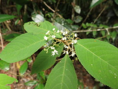 Callicarpa longifolia