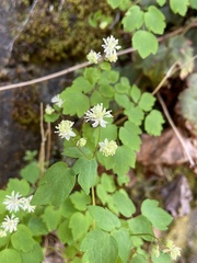 Thalictrum clavatum