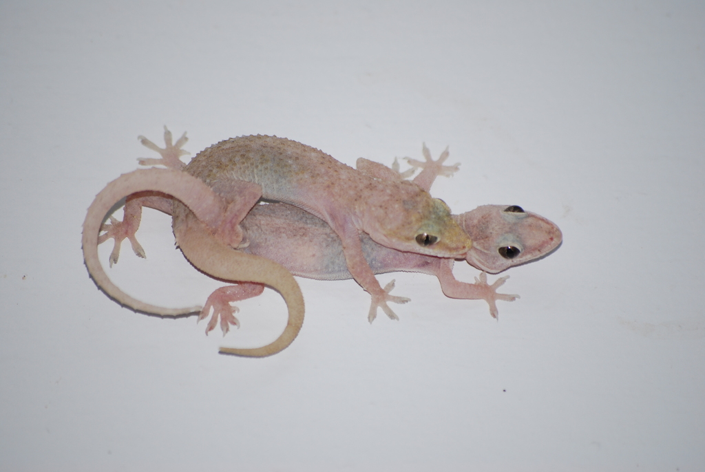 Spotted House Gecko