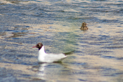 Chroicocephalus ridibundus