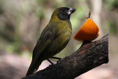 Rhodothraupis celaeno