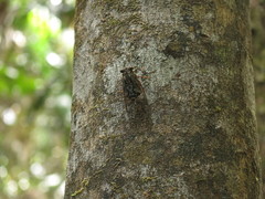 Henicopsaltria rufivelum