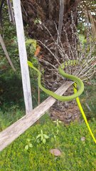 Ahaetulla malabarica