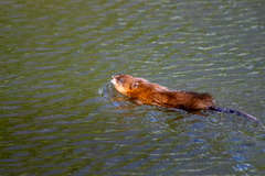 Ondatra zibethicus